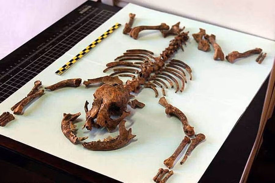 Trong nghiên cứu công bố trên tạp chí Archaeological and Anthropological Sciences, các nhà khoa học tiết lộ bí mật thú vị về một bộ xương chó khoảng 2.000 tuổi được tìm thấy tại khu vực từng của người La Mã cổ đại ở Córdoba, Tây Ban Nha. Ảnh: Martínez Sánchez et al.