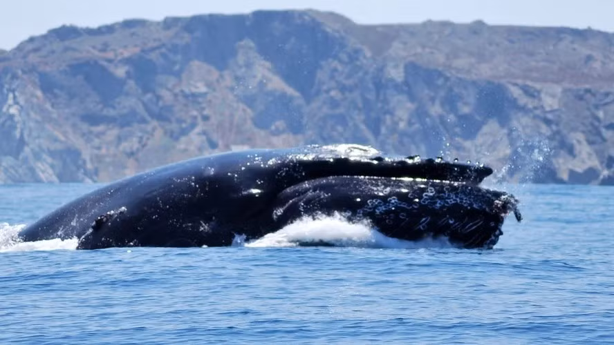 Loài cá voi lưng gù chủ yếu ăn nhuyễn thể. Chúng có thể tiêu thụ khoảng 6,6 triệu tấn thức ăn mỗi năm, tương đương 18.082 tấn/ngày. Ảnh: Jmalfarock via Getty Images.