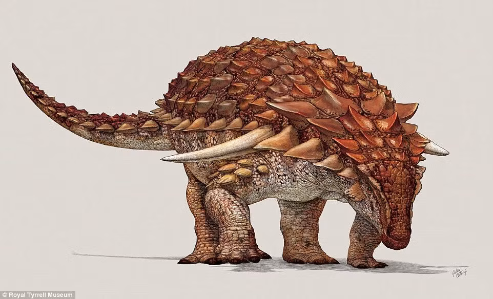 Hóa thạch khủng long bọc giáp Borealopelta markmitchelli được trưng bày tại Bảo tàng Royal Tyrrell. Các nhà khoa học đã thực hiện các nghiên cứu và có những phát hiện thú vị về loài này. Ảnh: Royal Tyrrell Museum.