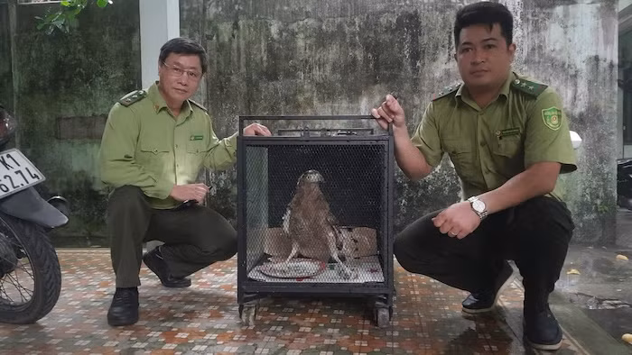 Vào ngày 10/10/2024, Đội Kiểm lâm cơ động và phòng cháy chữa cháy rừng Đà Nẵng đã bàn giao 3 cá thể: diều hoa Miến Điện, tê tê Java và chim Cao cát bụng trắng do người dân tự nguyện giao nộp cho cơ quan chức năng. Ảnh: Kiểm Lâm Đà Nẵng.