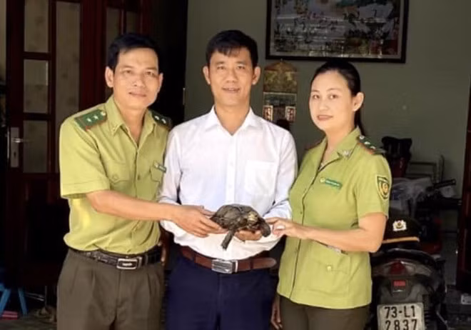 Vào ngày 20/4/2024, Hạt Kiểm lâm TP Huế thông tin trong 3 ngày từ 17 - 19/4, cơ quan này tiếp nhận 3 cá thể động vật quý hiếm gồm: rùa hộp trán vàng Miền Trung, rùa núi vàng và rùa núi viền do người dân tự nguyện giao nộp để thả về môi trường tự nhiên. Ảnh: Kiểm lâm cung cấp.