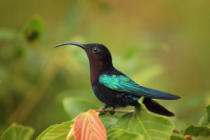 Dominica là một đảo quốc trong vùng Biển Caribê. Đây là một hòn đảo có nhiều núi non và những khu rừng mưa, nơi sinh sống của nhiều loài thực vật, động vật và chim quý hiếm. Tại một số vùng ở bờ biển phía tây có những vùng khí hậu khô, nhưng sâu trong đất liền lượng mưa khá lớn. Ảnh: gydyt0jas/ Getty Images/ Lonely Planet.