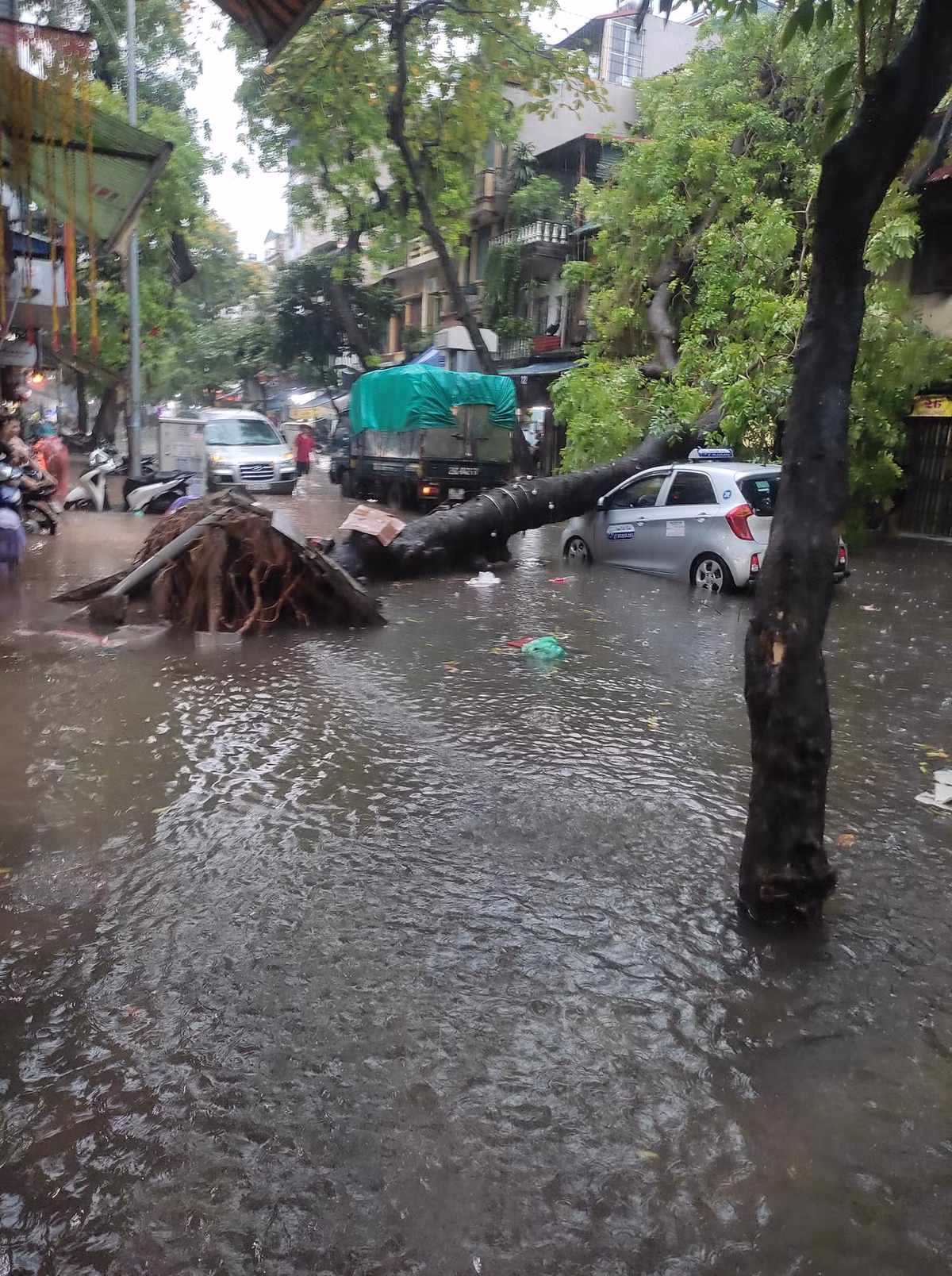 Không chỉ bị chôn bánh do nước mưa mà còn do cây cối đổ gãy.