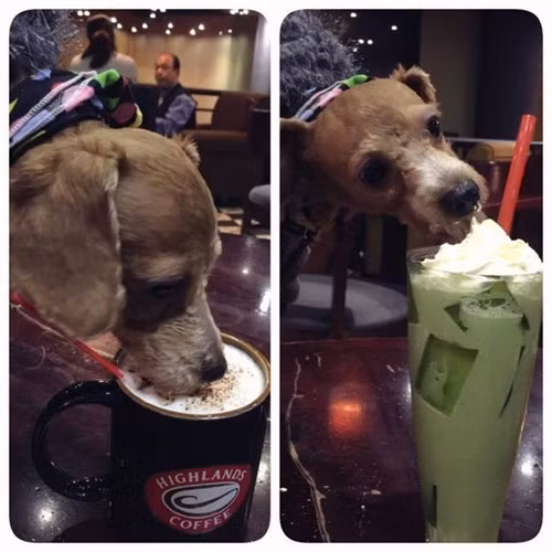 Bức ảnh cho chó uống chuông cốc cafe sang chảnh của người gây ra một cuộc tranh cãi lớn trong tuần qua. Nhiều người cho rằng chủ của chú chó đã thiếu tôn trọng người khác và rất vô ý thức khi cho chó ăn, uống chung vào đồ dùng, cốc chén của người. Những người yêu quý chó thì lại bênh vực đây là một hành động rất bình thường, nếu chú chó được chăm sóc, vệ sinh kỹ hàng ngày...