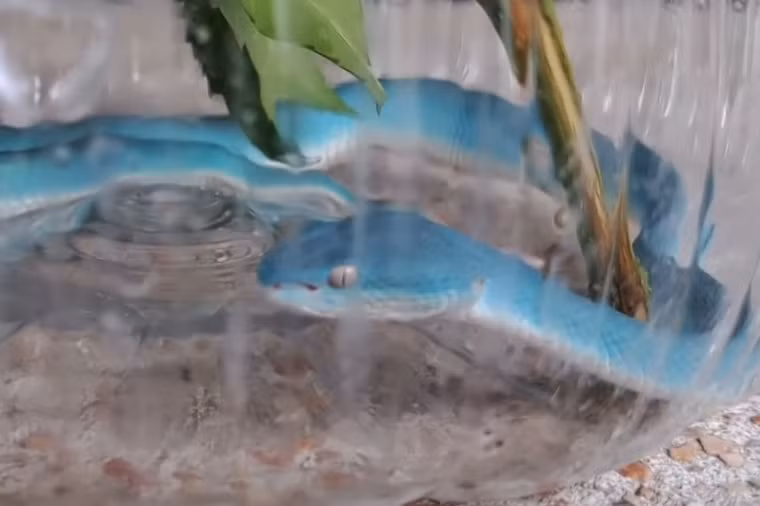 Sau đó, bạn gái của Adisak chia sẻ những bức ảnh trong một nhóm liên quan đến rắn và anh được cư dân mạng cho biết rằng đây là "Rắn xanh Tiffany quý hiếm".