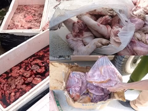 Hàng tấn nội tạng gà, chân cổ cánh gà và giò heo được ngâm tẩm hóa chất chống phân hủy, đang vận chuyển đến các nhà hàng để cung ứng cho người tiêu dùng. Ảnh: ANTĐ.