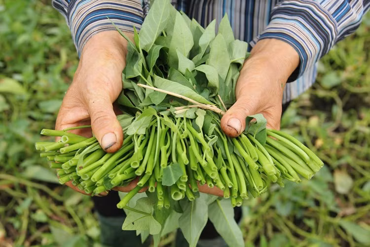 Thạc sỹ Nông nghiệp Trần Minh Tuấn tư vấn: "Rau muống sạch có thân rắn chắc, lá màu xanh tự nhiên. Những loại rau muống thân to hơn bình thường, lá màu xanh đen, khi nhặt rau không có nhựa dính thì không nên mua vì có thể chúng được bón quá nhiều các loại phân đạm, hóa chất".