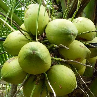 Các chuyên gia cảnh báo, người tiêu dùng để tránh mua phải dừa xiêm ngâm tẩm hóa chất, tẩy trắng, nên mua dừa còn nguyên vỏ xanh bên ngoài, trái dừa càng tươi càng bảo quản được lâu.