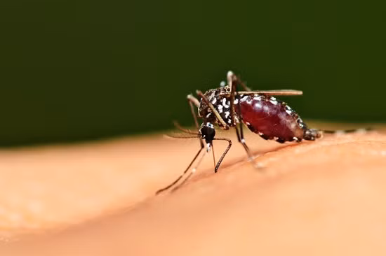 Mua gi de diet muoi doi pho virus Zika?-Hinh-2