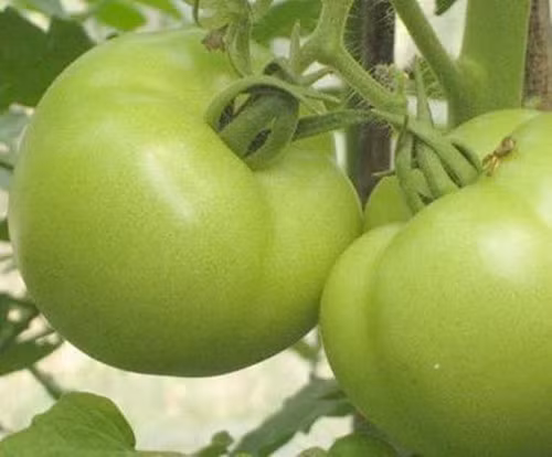 Cà chua xanh. Cà chua xanh có chứa chất độc solanin. Do đó, khi ăn cà chua xanh, khoang miệng có cảm giác đắng chát. Sau khi ăn, có thể xuất hiện các triệu chứng ngộ độc như: chóng mặt, buồn nôn, nôn mửa… Ảnh: tinmoitruong