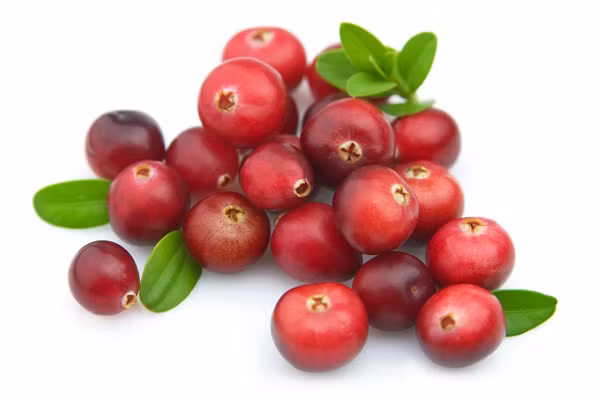 Quả nam việt quất. Được sử dụng trong nhiều năm qua như việc trợ giúp chống lại nhiễm trùng đường tiết niệu. Quả mọng này cũng có một loạt các lợi ích khác như cải thiện tim mạch, tăng cường giảm rủi ro ung thư nhờ chất chống oxy hóa Polyphenol , tăng cường sức khỏe răng miệng và giảm nhiễm trùng.