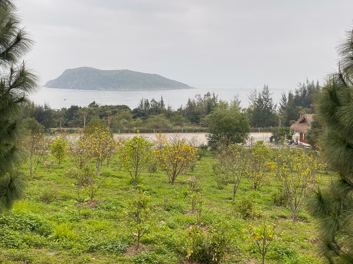 Vườn mai vàng nở rộ, từ trên khu lăng mộ Đại tướng nhìn xuống, ngoài xa là đảo Yến và biển, đẹp bình yên và thơ mộng.