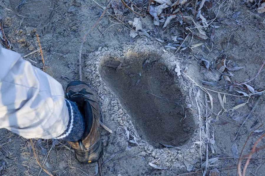 Nhiều nhà nghiên cứu và những người tin vào sự tồn tại của Bigfoot cho rằng chúng sống ẩn trốn trong khu rừng rậm núi non, chỉ xuất hiện khi cần thiết hoặc vì bất cứ lý do gì mà chúng muốn giao tiếp với loài người.