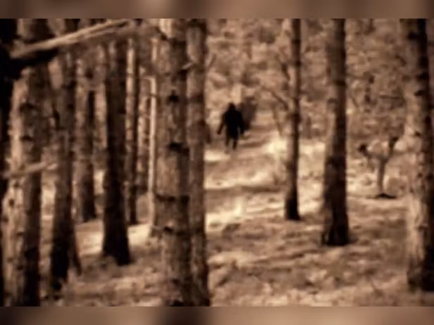 Bigfoot - một trong những huyền thoại về quái vật rừng rậm phổ biến nhất trên thế giới, được người dân Mỹ đặt tên cho chúng là Sasquatch, vốn là một sinh vật huyền thoại chiều cao khoảng 2 - 3 m, có bộ lông dày đặc, mắt lớn, bàn chân khổng lồ và có thể thở được không khí trong môi trường rừng rậm.