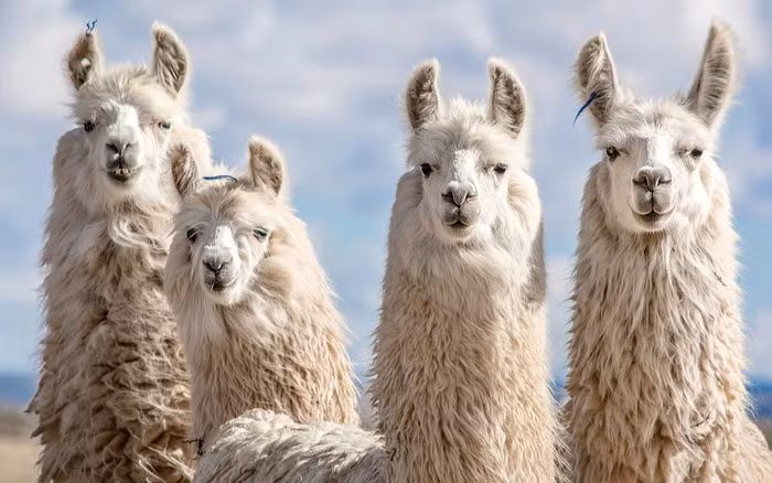 4. Lạc đà Alpaca là một loài động vật đáng yêu và đặc biệt, có nguồn gốc từ vùng núi cao của Nam Mỹ. Chúng có bộ lông mềm mịn và lấp lánh, với các màu sắc đa dạng như trắng, nâu, xám và đen.