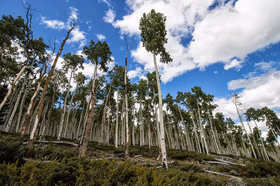 Nó bao gồm hàng trăm cây dương lá rung (Populus tremuloides) được nối với nhau bằng cùng một hệ thống rễ chung.