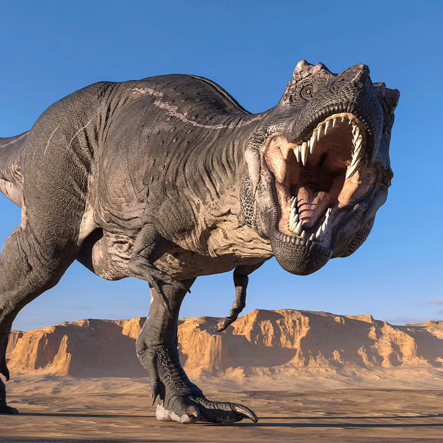 Có giả thuyết cho rằng, chúng có thể chỉ có tác dụng giữ con mồi khi T-rex tấn công hoặc đây chỉ là thứ thiếu sót còn lại trong quá trình tiến hóa.