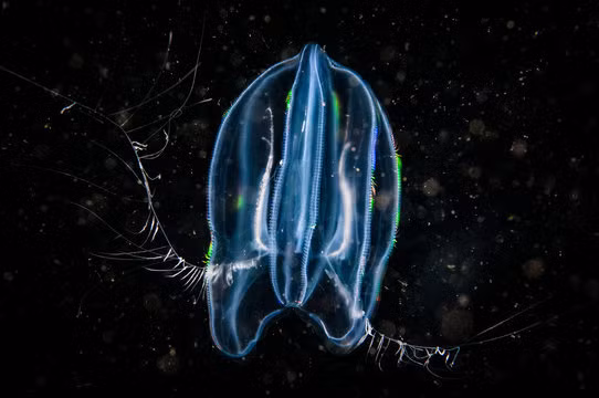 Ngoài việc có vai trò quan trọng trong quá trình tiến hóa và phát triển của các loài trên hành tinh chúng ta, ctenophore còn được coi là loài động vật lạ và đầy màu sắc.