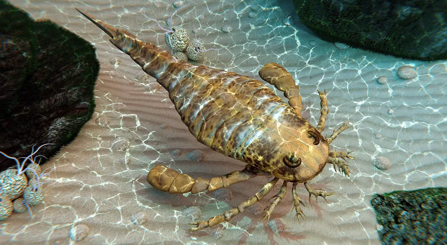 Eurypterid có đôi chân kép phát triển, mỗi chân có nhiều sợi động vật để giúp chúng dễ dàng di chuyển. Loài này còn có đôi tay to như càng tay của cua để bám và cắn con mồi giúp chúng săn mồi dễ dàng hơn.