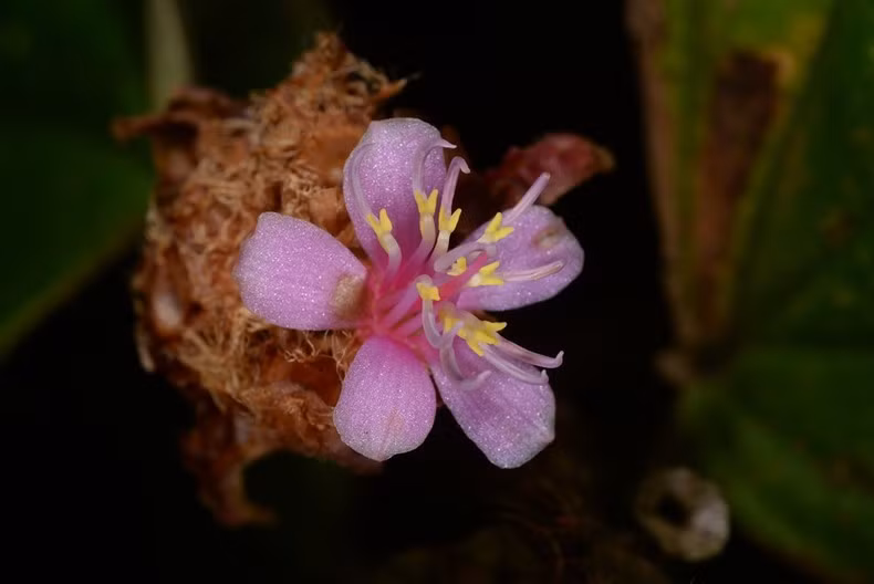 Xephoanthus nubigenus, có nghĩa là “hoa mây”, được phát hiện trong các khu rừng có mây bao phủ tại cao nguyên Lang Biang ở tỉnh Lâm Đồng.
