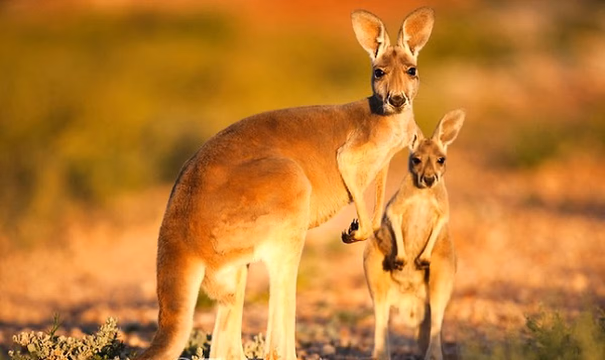 3. Đừng để vẻ ngoài của thân thiện và dễ thương của chuột túi Kangaroo đánh lừa. Thực ra chúng có thể đá, đè và thậm chí moi bụng con người. Kangaroo là những kẻ đáng sợ và chúng sẽ xé bạn ra theo nghĩa đen.