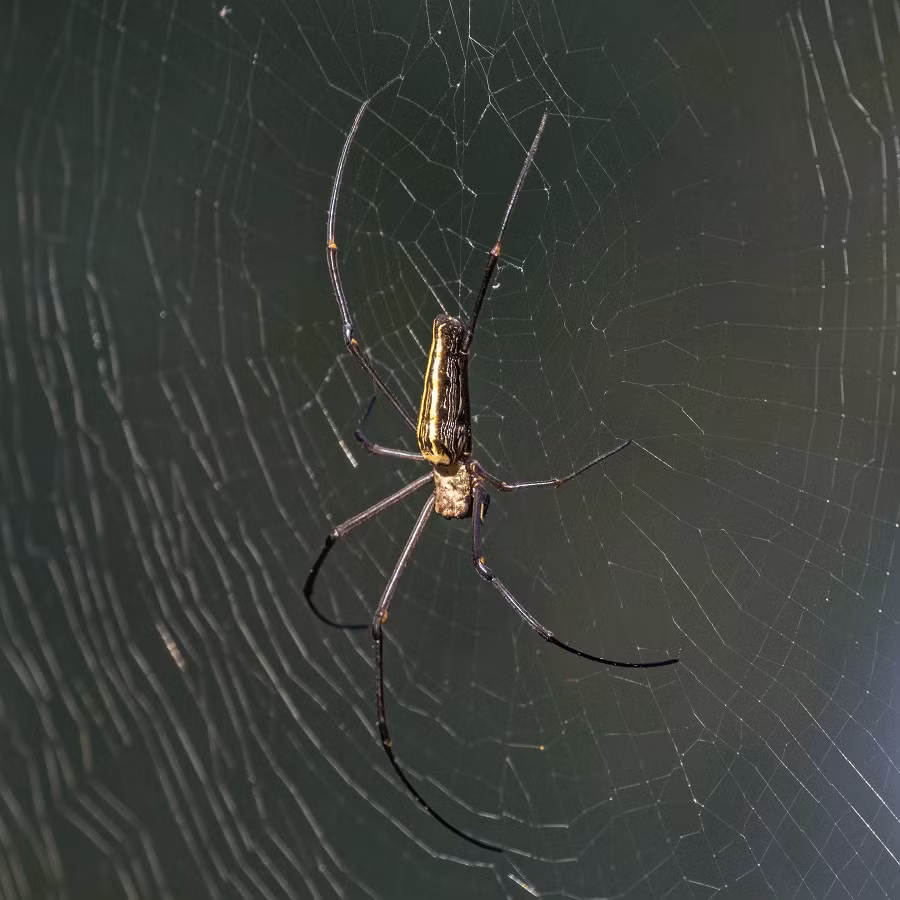 Đầu tiên, nhện Nephila sẽ giăng một sợi nhện mỏng và dài giữa hai đỉnh cây hoặc các đối tượng khác nhau. Sau đó, nhện sẽ giăng những sợi nhện ngắn hơn ngang qua sợi nhện dài, tạo thành một mắt lưới.