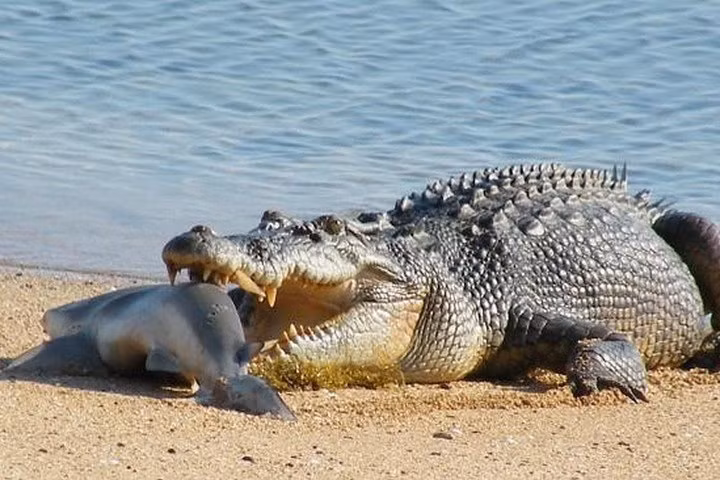 Xét tổng thể, nếu 2 loài vật này chạm trán, cá sấu có cơ hội chiến thắng cao hơn.