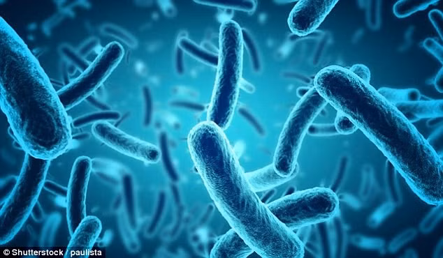 Sự sống xuất hiện trên mặt trăng có thể là những vi khuẩn lam tương tự cyanobacteria – loài vi khuẩn hóa thạch cổ xưa nhất được tìm thấy trên Trái đất.