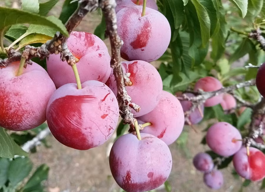 ‘Cherry Viet’ do bo thi truong, gia chi 12.500 dong/kg-Hinh-2