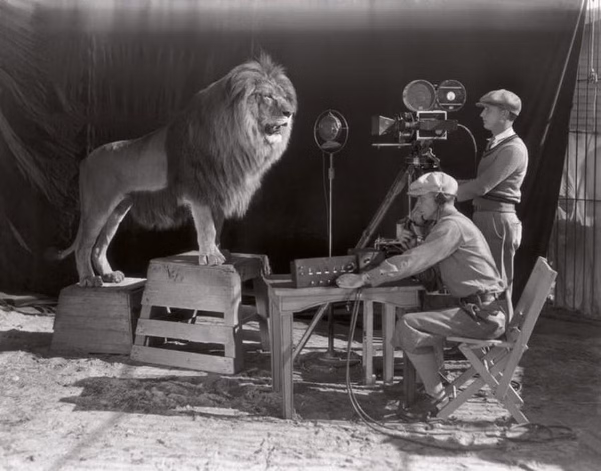 Điểm ấn tượng đã làm nên thương hiệu của MGM (Metro–Goldwyn–Mayer) chính là hình ảnh chú sư tử gầm ở đầu mỗi bộ phim của họ. Trên thực tế, có rất nhiều con sư tử đã được sử dụng cho biểu tượng của MGM. Không rõ 2 người đó cảm thấy như thế nào trong lồng với một con sư tử Nubian hoang dã. 