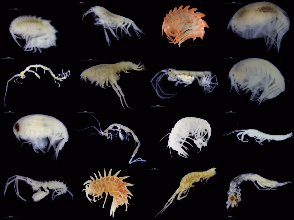 Amphipod có hơn 9.000 loài khác nhau và được tìm thấy ở khắp các khu vực biển, từ vùng biển cạn khô đến độ sâu hơn 10.000 mét. Chúng có hình dạng mảnh mai, với cặp chân dài và nhạy cảm, giúp chúng di chuyển một cách linh hoạt trong môi trường nước.