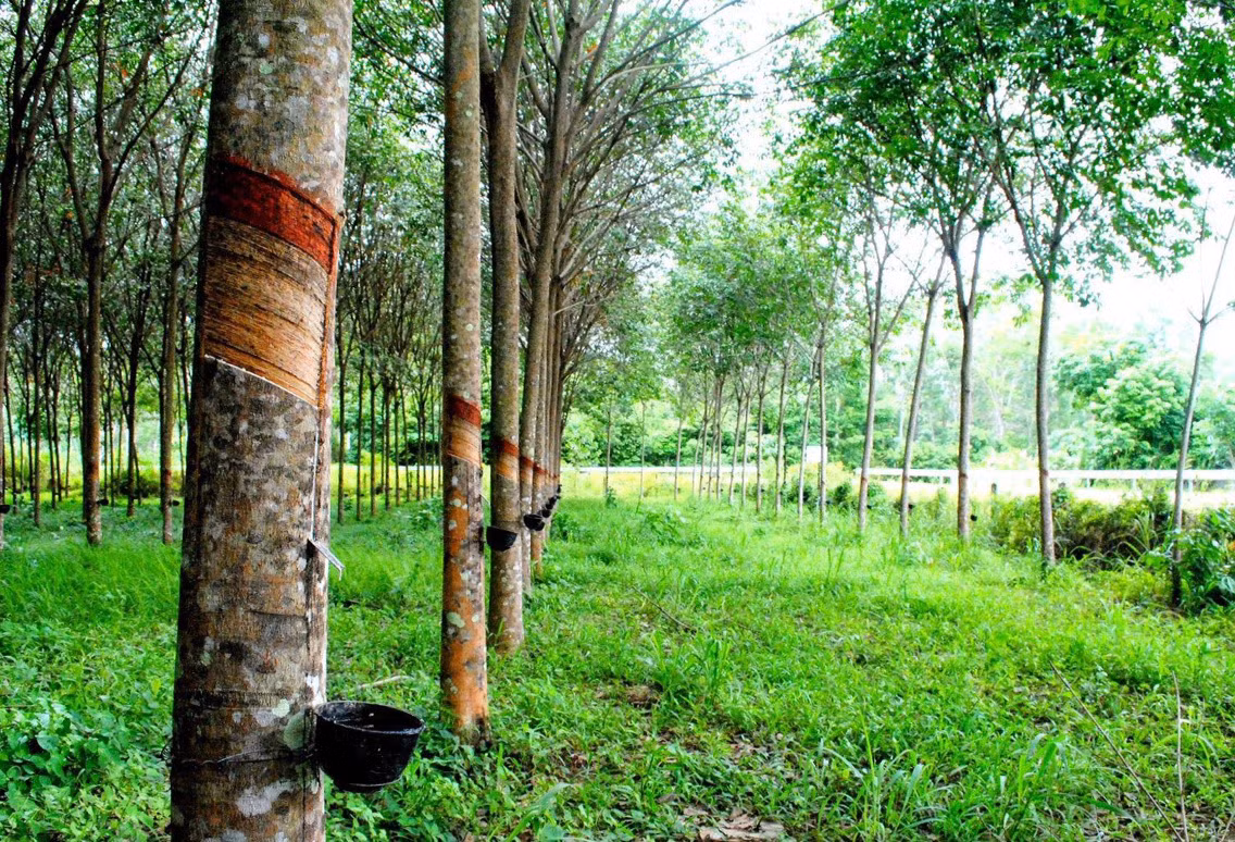Khi đi tới km6, quốc lộ 14, Thọ bảo anh V chạy xe vào đường lô cao su của nông trường cao su 30/4 thuộc khối 12 phường Tân An. Đi được chừng 1km thì gặp vũng sình lầy, anh Văn chạy xe chậm lại. Nhân cơ hội này, Thọ rút búa đinh trong chiếc túi đen và đập liên tiếp 6, 7 cái vào đầu, vào mặt anh Văn khiến cho nạn nhân gục ngã chết ngay tại chỗ. Giống như thủ đoạn lần trước, hắn chọn sông Serepok để phi tang chiếc búa đinh tội lỗi. (Ảnh minh họa, nguồn internet)