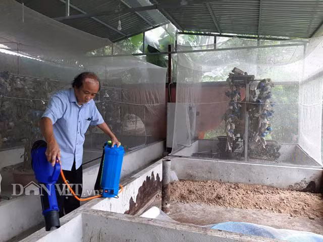 Chuyen la Thanh Hoa: Nuoi loai ruoi chet... qua som, kiem bon tien-Hinh-3