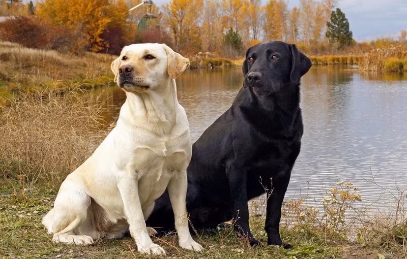 Vậy nên, trong các nhiệm vụ tìm ma túy, thuốc nổ hay hung khí gây án, việc sử dụng Labrador thường có hiệu quả tốt hơn dùng chó Bergie hay Rottweiler. Tuy nhiên với Labrador, khả năng chiến đấu của chúng không được cao. Nguồn ảnh: TTHG.