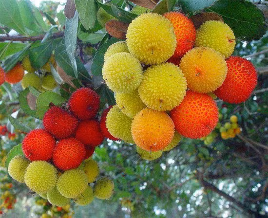 Quả thanh mai đang “phát sốt” tại Hà Nội, được bán ở rất nhiều tuyến phố Hà Nội như đường Láng, Tôn Thất Tùng, Xã Đàn, Lê Văn Lương, Nguyễn Xiển… Giá giao động từ 130.000-150.000đ/kg, tùy loại to nhỏ khác nhau. Trên các trang mạng xã hội, loại quả này cũng được rao bán khá sôi động, giá thấp hơn chút từ 100.000-130.000đ/kg.