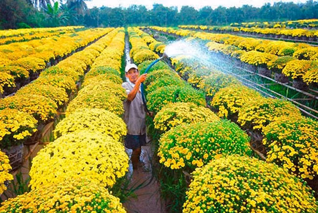 Nếu không sống xa Cần Thơ, bạn nên đến vườn hoa Thới Nhựt (Bà Bộ), làng hoa truyền thống 40 hecta có hơn 100 tuổi. Gần 200 hộ trồng hoa và cây cảnh ở đây mỗi năm cung cấp hơn 350.000 giỏ hoa.
