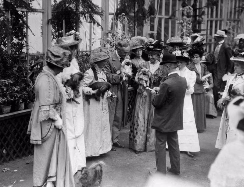 Thành viên ban giám khảo đánh giá "thí sinh" tại một cuộc thi chó cảnh ở London năm 1909. Ảnh: Vintag.