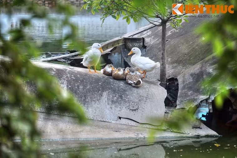 Cỗ máy quái vật từng gieo rắc chết chóc và kinh hoàng giờ đây trở thành "tổ ấm" của đàn vịt được người dân nuôi dưỡng.