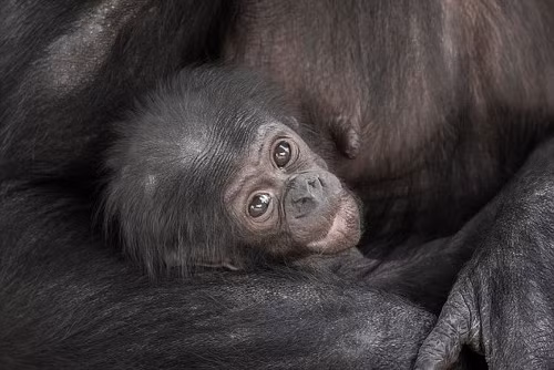 Loài tinh tinh bonobo có mặt lần đầu tiên tại vườn thú Jacksonville vào tháng 3/1998.