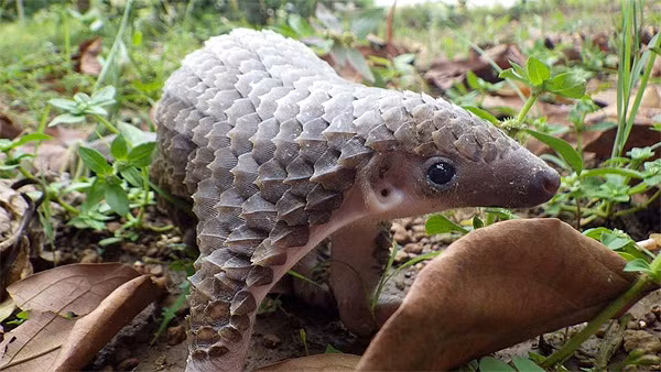 Tê tê thường được gọi là thú ăn kiến có vảy và diện mạo của nó cũng khá giống với loài thú ăn kiến. Tuy nhiên, chúng thuộc một chi hoàn toàn khác, khiến các nhà khoa học gây tranh cãi về việc hai loài động vật có thể liên quan như thế nào.