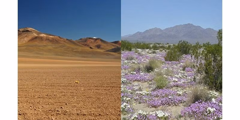 Trên các sa mạc của Chile, những cây hoa mọc và nở khắp mọi nơi sau khi có một lượng mưa đáng kể đổ xuống, đối lập với cảnh hoang tàn trước đó.