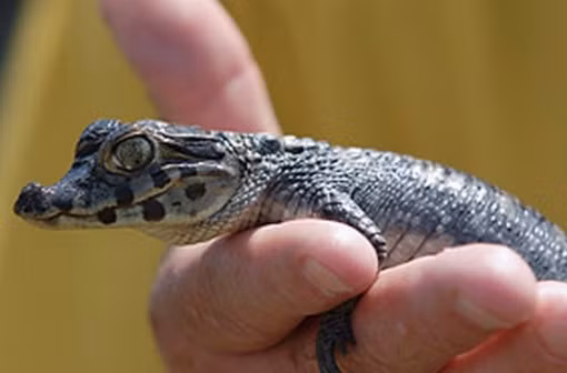 Cá sấu lùn xạ hương (Paleosuchus palpebrosus) là loài cá sấu nhỏ nhất trên thế giới, nó xuất hiện ở miền Bắc và miền Trung Nam Mỹ. Với tổng chiều dài trung bình 1,3-1,5 m (4,3-4,9 ft) ở con đực và 1,2 m (3,9 ft) ở con cái. Con trưởng thành sẽ nặng khoảng 6–7 kg (13 đến 15 lb). Nó thường ăn những loài vật không xương sống như cá và ếch nhỏ. 