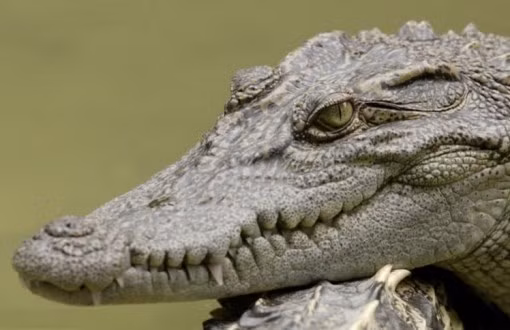 Cá sấu Xiêm (tên khoa học Crocodylus siamensis), còn gọi là cá sấu Thái Lan hay cá sấu nước ngọt. Trong điều kiện tự nhiên chúng thích sống ở các vùng nước chảy chậm như đầm, sông và hồ. Phần lớn cá sấu trưởng thành không dài quá 3 m (10 ft), mặc dù trong điều kiện chăn nuôi có những con lai có thể dài hơn. Cá sấu Xiêm thuần chủng nói chung không gây nguy hiểm cho con người, và chưa từng có trường hợp cá sấu tấn công người khi không bị khiêu khích được ghi nhận. Vì bị săn bắt thái quá nên loài cá sấu này đang đứng trước nguy cơ tuyệt chủng và nó được xếp vào trong danh sách các loài đang cực kỳ nguy cấp.