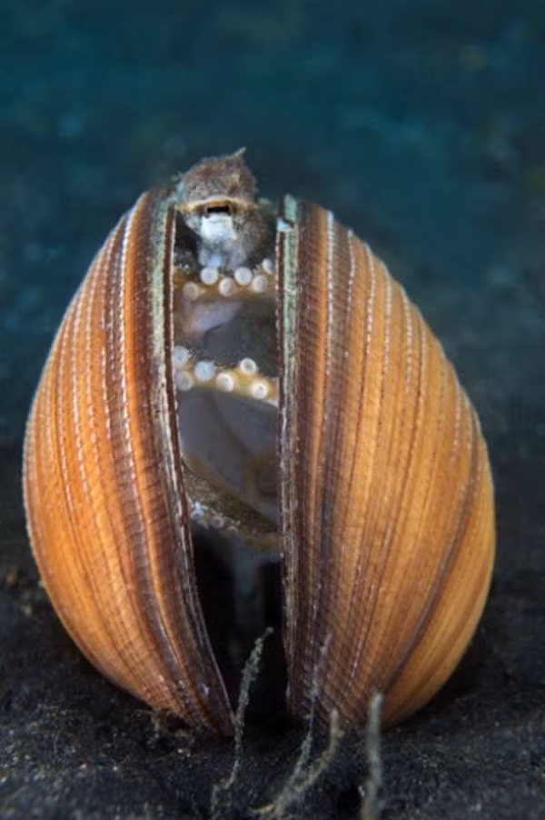 Một con bạch tuộc vân (Amphioctopus marginatus) đang trú ẩn trong một vỏ sò rỗng.
