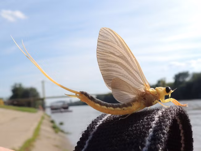 Sông Tisza là nơi duy nhất trên thế giới bạn có thể nhìn thấy phù du đuôi dài, mặc dù chúng đã từng phát triển rất mạnh trên toàn châu Âu.