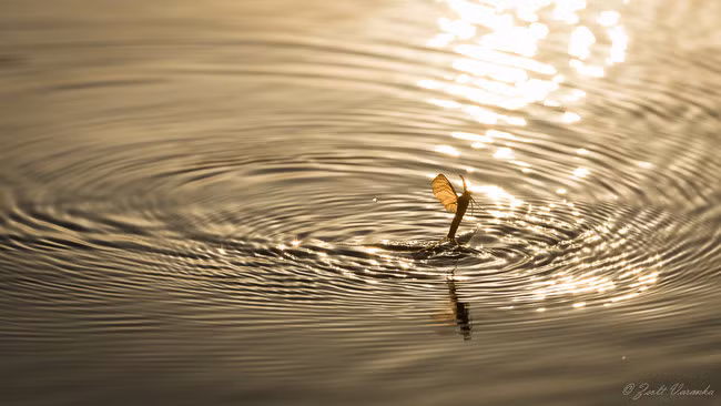 Phù du đuôi dài hay còn gọi là phù du Tisza (tên khoa học là Palingenia longicauda) có vòng đời kỳ lạ sống dưới lòng đất ở trạng thái ấu trùng trong 3 năm.
