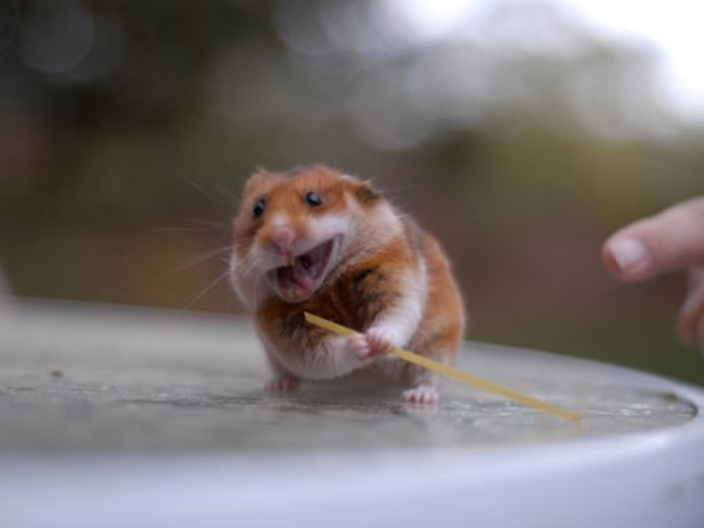Sợi mì Spaghetti được chuột hamster tận dụng làm “vũ khí chiến đấu”.