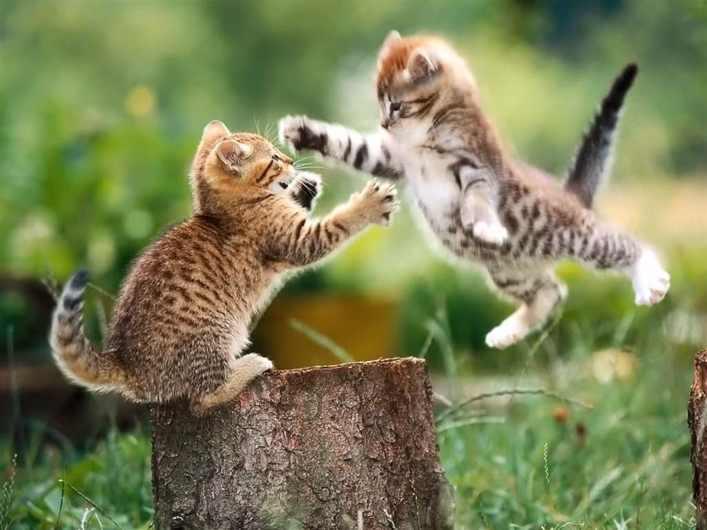 Cuộc chiến Ninja giữa hai chú mèo con hiếu chiến.