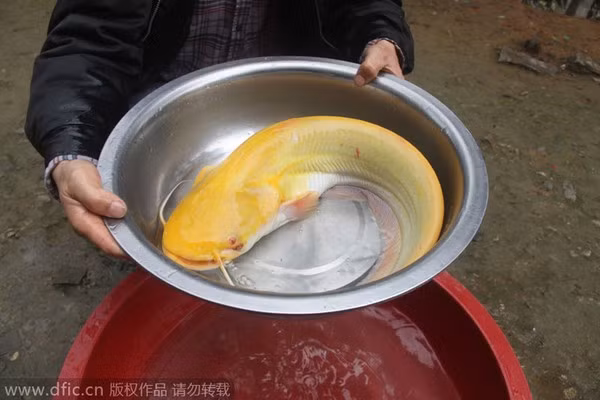 Cá trê vàng, còn có tên khoa học là Clarias cavernicola, được coi là một trong những loài động vật quý hiếm nhất thế giới. Tỉ lệ xuất hiện của cá trê vàng là 1/1 triệu con. Con cá trê này được người dân ở Thụy Xương, Giang Tây, Trung Quốc bắt được.