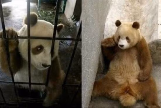 Gấu trúc thường được biết đến là chỉ có màu trắng và đen nhưng một số cá thể lại có bộ lông khác biệt, nâu và trắng. Điều này khiến chúng trở nên nổi bật và được chú ý hơn.
